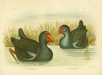 クロセイケイ、1891年